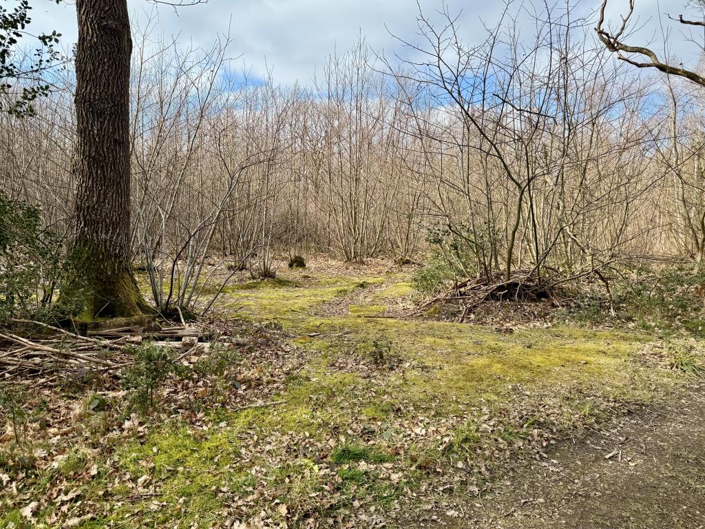 Lot: 2 - APPROX. 9.5 ACRES OF WOODLAND - Opening used for parking